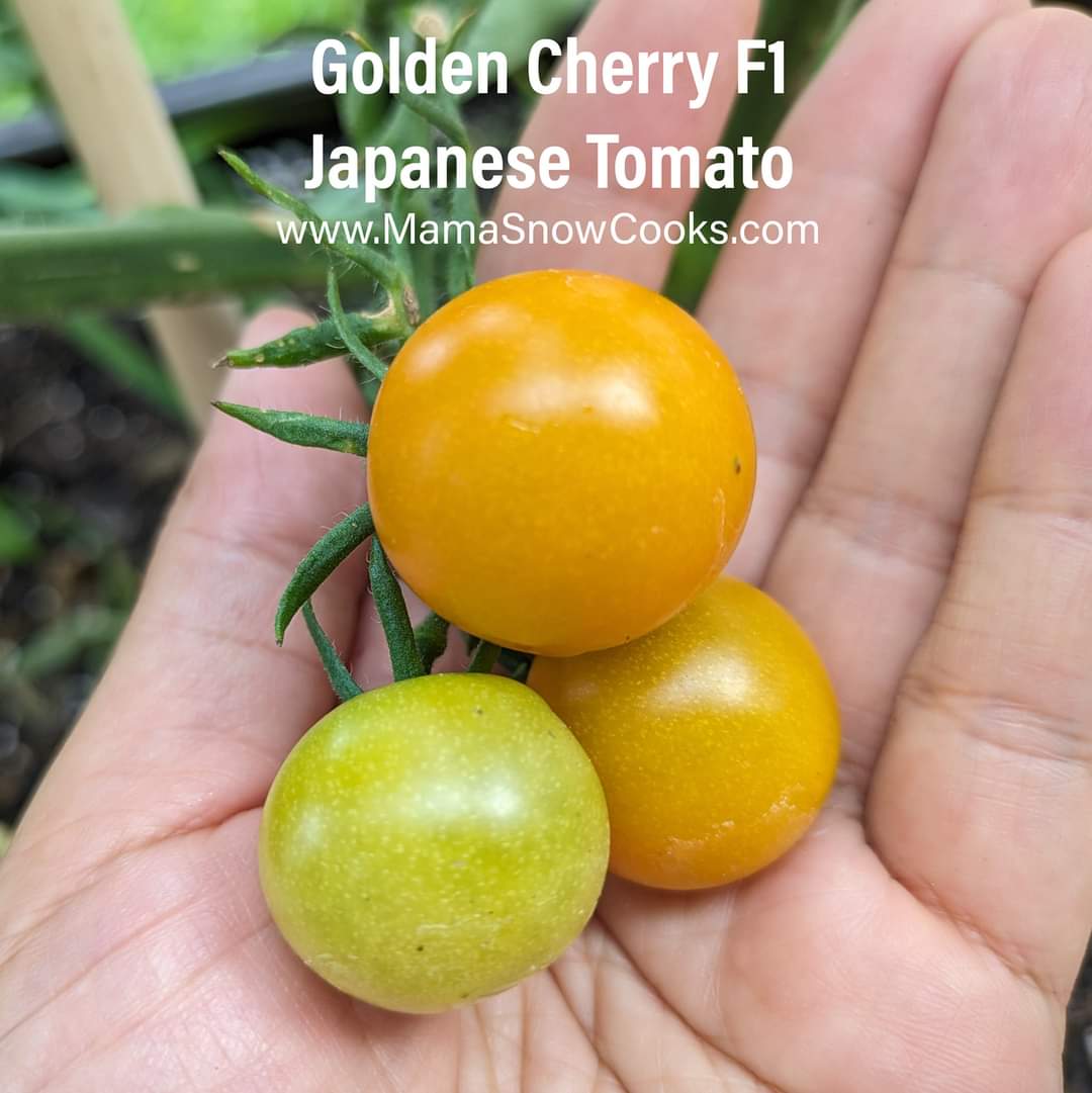 Growing & Tasting Golden Cherry F1 Japanese Tomato – Mama Snow