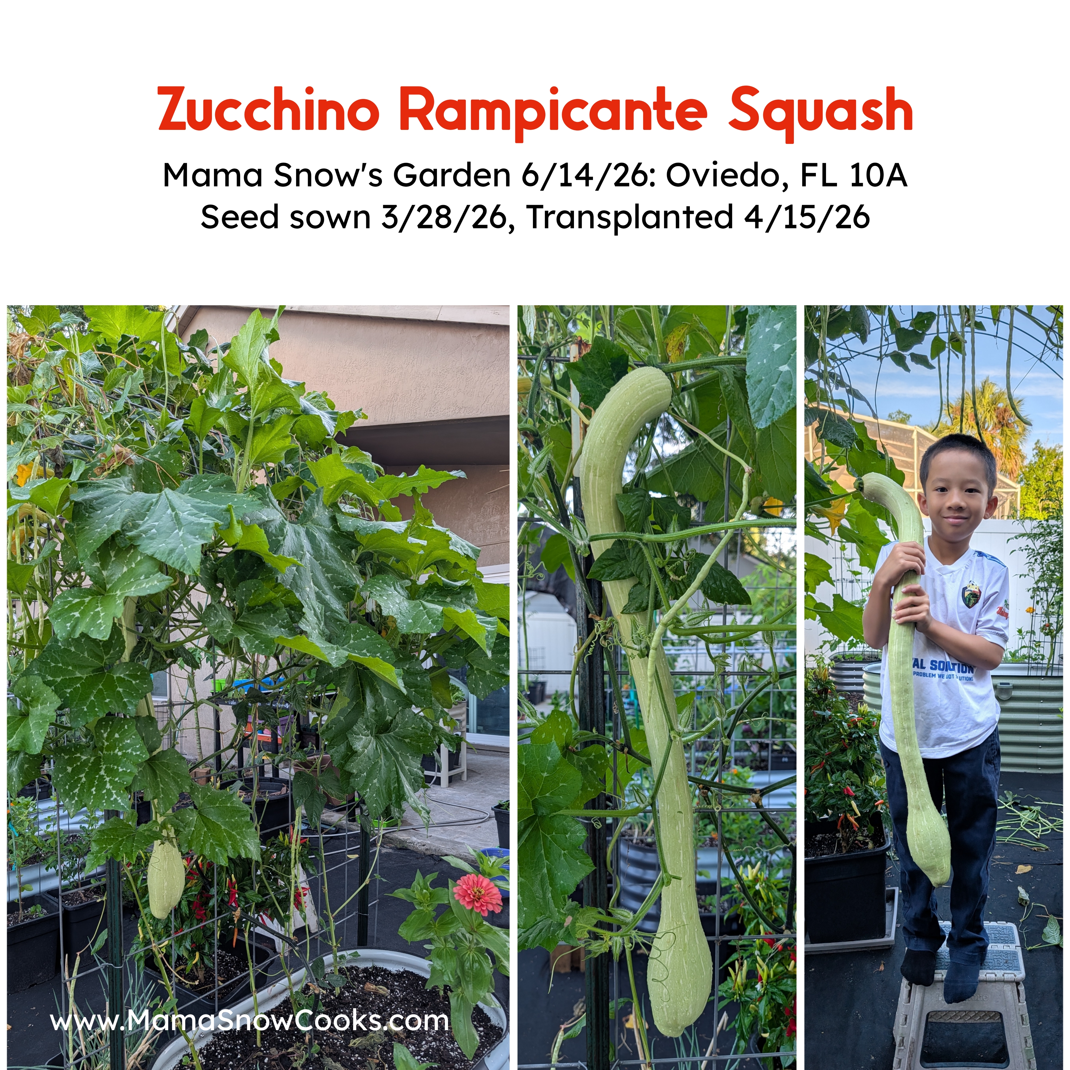 Growing, Cooking, and Reviewing Zucchino Rampicante Squash – Mama