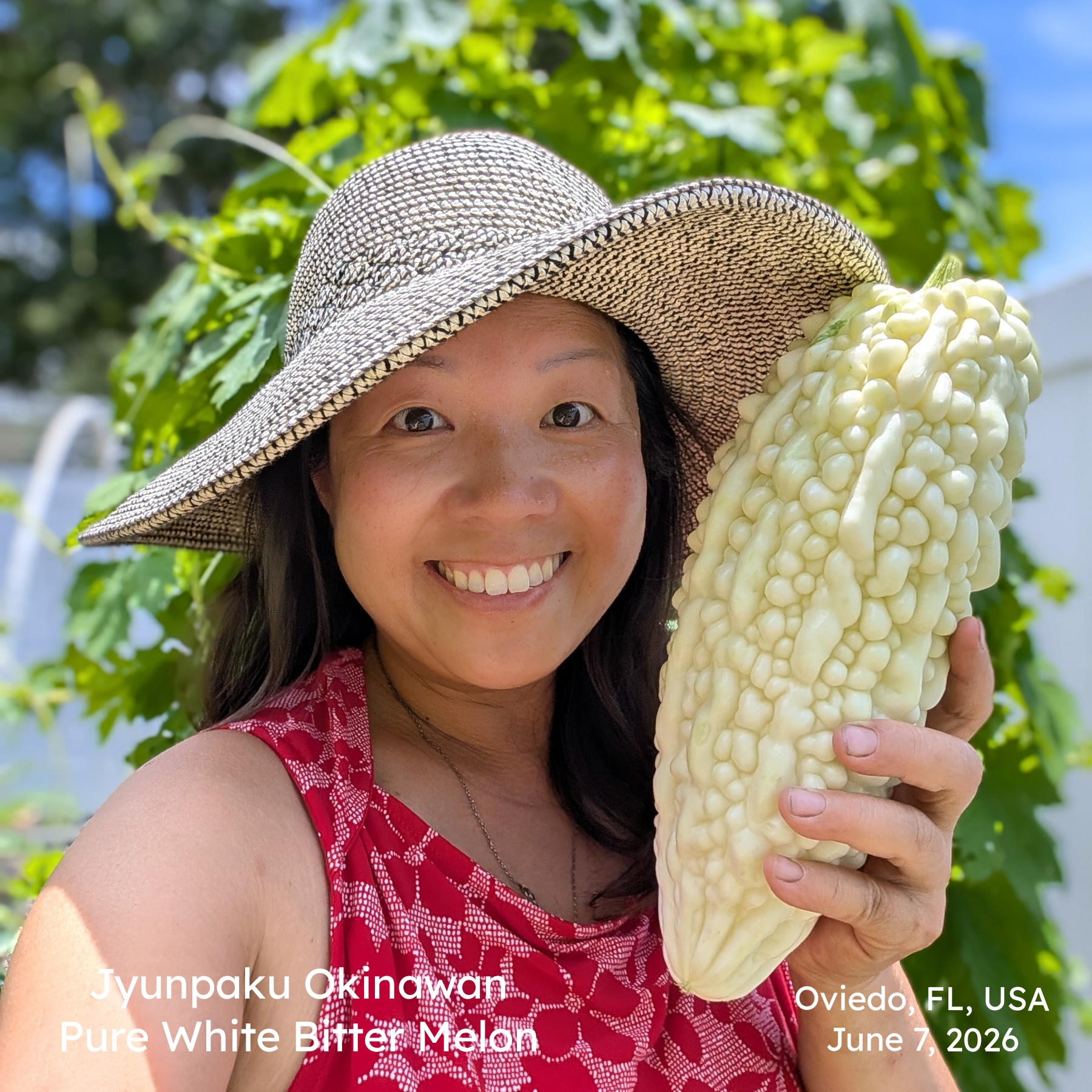 Growing Jyunpaku Okinawan Pure White Bitter Melon – Mama Snow